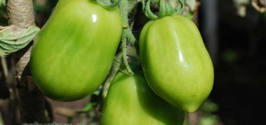 Зеленые томаты растут на кусте