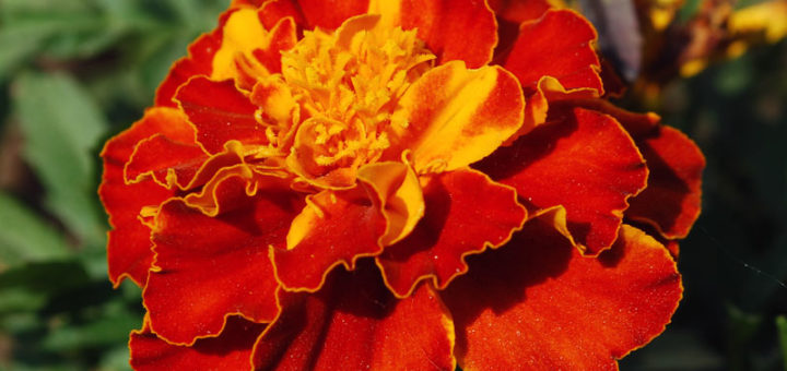 Бархатцы отклоненные (Tagetes patula L.) С-Петербург, октябрь
