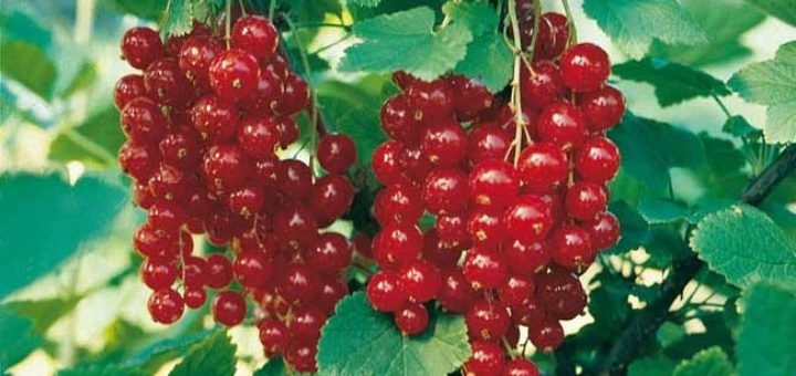 Смородина красная Сережка Ribes rubrum
