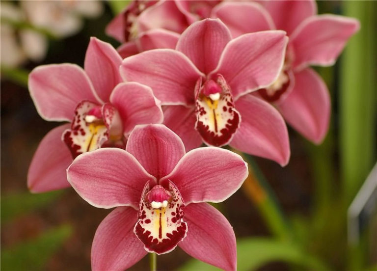Фото с орхидеями девушек