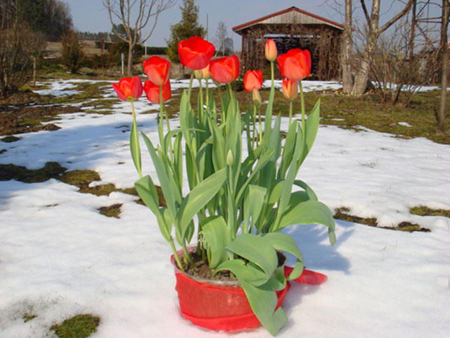 Сорта тюльпанов для выгонки к 8 марта фото названия