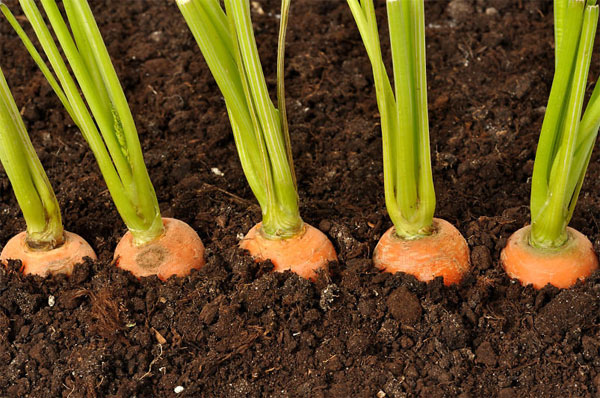 Схема посадки моркови в открытом грунте на грядке
