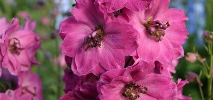 Дельфиниум - посадка и уход
