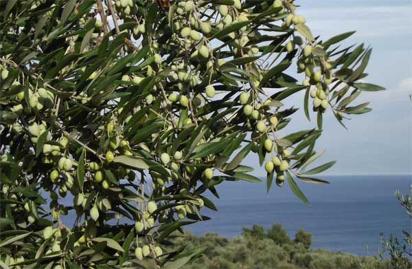 Оливковое дерево или маслина