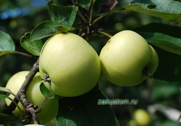 Яблоня плодоносит