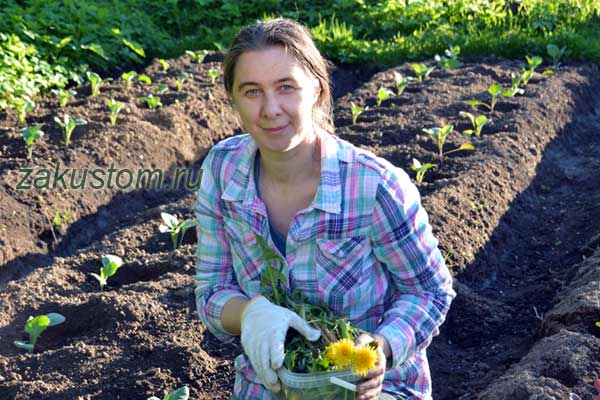 Собираем одуванчики