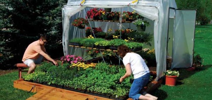 Выращивание в теплице на продажу овощей и зелени