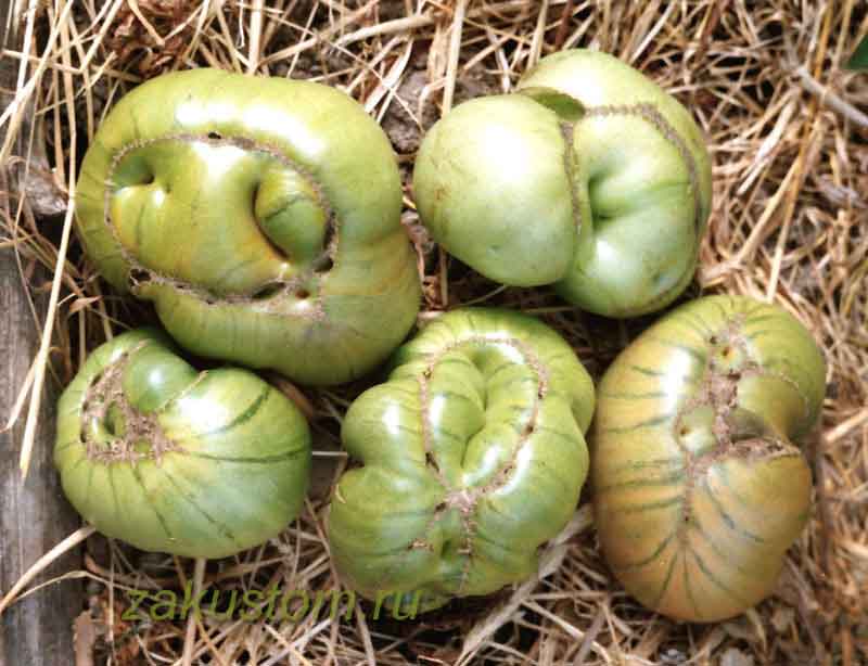 Зеленые томаты неправильной формы